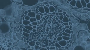 Global clinical organisation design