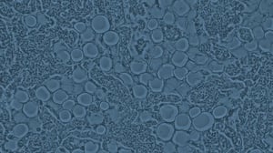 Medical Excellence strategy